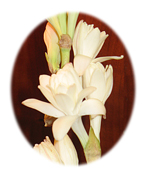lovely tuberose
